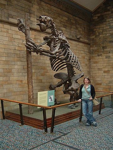 Giant Sloth Fossils