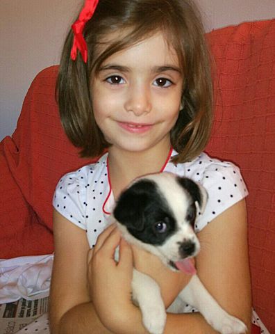 LA MEUA INSISTÈNCIA PERA TINDRE UN GOS.