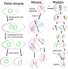 Walther Flemming, Eduard Strasburger, y Edouard Van Beneden describen la distribución cromosómica durante la división celular.