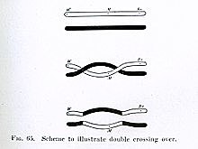 Entrecruzamiento cromosómico.