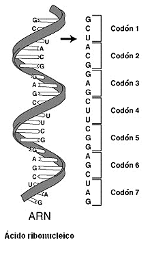 El código genético se ordena en tripletes o codones.