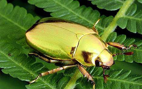 The gold bug (event 2)