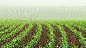 DESARROLLO DE LA PRINCIPALES TÉCNICAS  AGRICOLAS