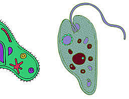 Los Microorganismos en las enfermedades