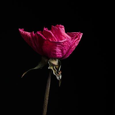 Timeline: A Rose for Emily