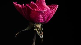 Timeline: A Rose for Emily