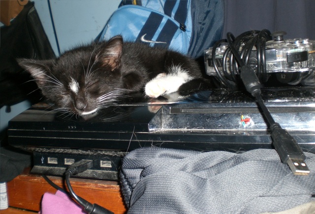 We found prodigy cat, and the day after you left for home.