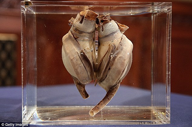 First Artificial Heart - Willem Kolff