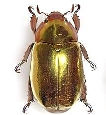 the gold bug 3
