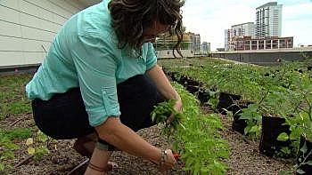 McCormick Roof Top Farm is a project in Chicago to re-use wasted space efficiently on top of Chicago's sky scrapers. This farm creates produce that fill the local area's shops and restaurants. Secondary purpose is to employ students and ex convicts etc.
