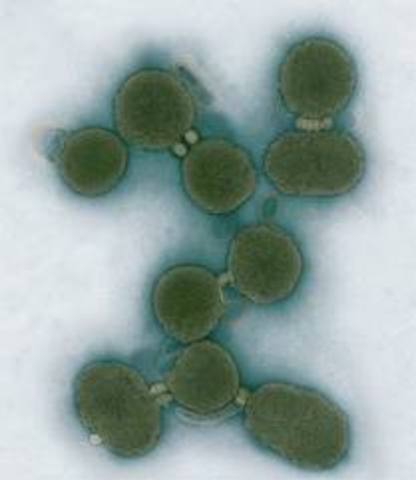 First artifical gene