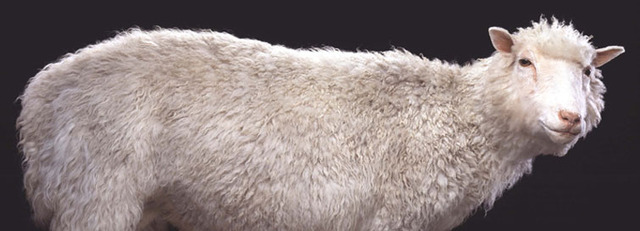 Dolly the sheep is cloned