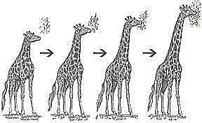 Herencia de caracteres adquiridos