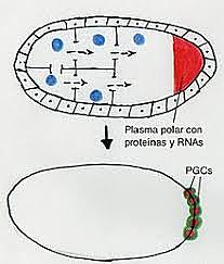 Teoría del plasma germinal