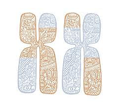 Recombinación genética