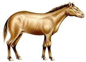 domestication des chevaux (doc 12)