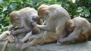 Selección y altruismo