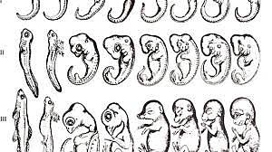 Biología evolutiva del desarrollo