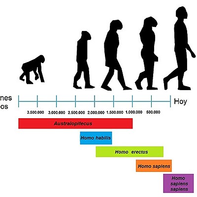 Timeline: Pensamiento evolucionista