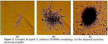 Secuencia del genoma del saccharopolyspora erythraea