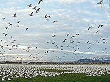 Species migrate to other places.