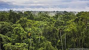 Rainforests disappear,there's no enough ater and people are competing for ever scarcer resourcers.