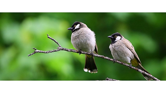 Tráfico de animais silvestres