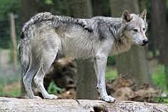 Canis lupus