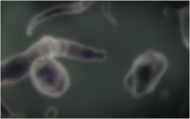 Primers bacteris unicel.lulars