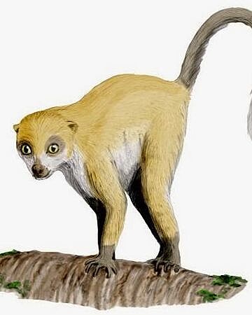 APARICIÓ DEL PRIMER PRIMAT