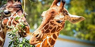 Clasificación de las plantas y animales