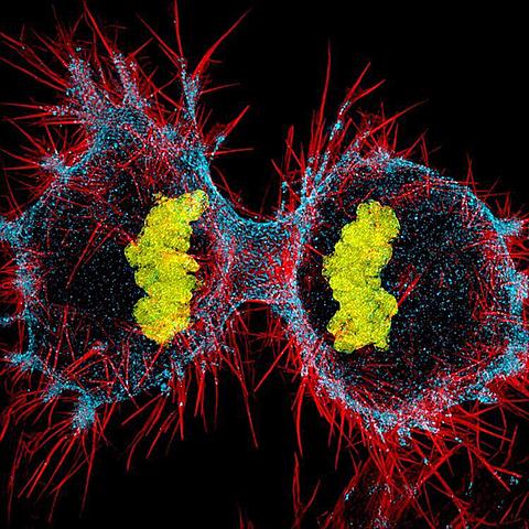 FIRST SINGLE-CELL ORGANISMS