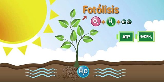 Fotosíntesis