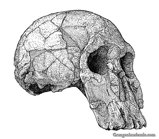 Homo Habilis
