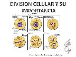 División Celular