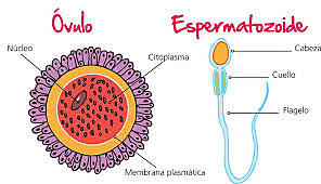 Las células sexuales