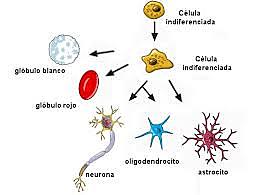Diferenciación celular