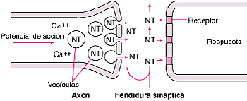Neurotransmisión