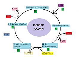 Ciclo de calvin