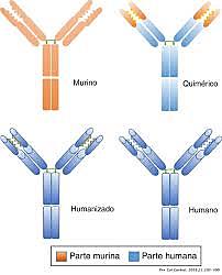 Anticuerpo Monoclonal