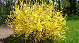 Timeline: Кустарники. Окружающий мир