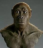 Homo Habilis