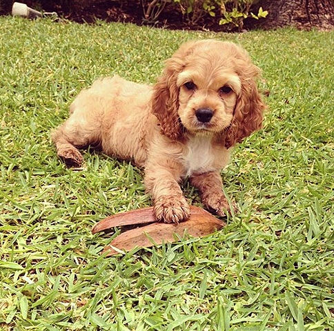 Adopción Farah mi perrhija