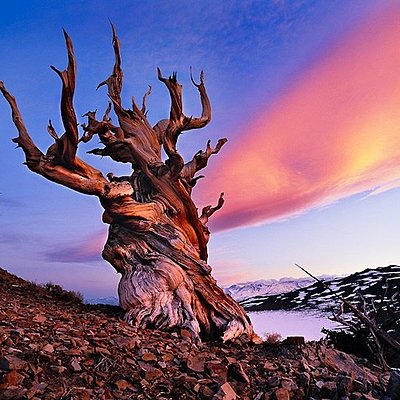 Timeline: Самые древние деревья планеты