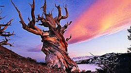 Timeline: Самые древние деревья планеты