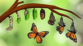 Timeline: Mi evolución educativa al transcurrir los años