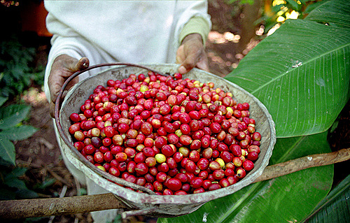 When was coffee discovered?