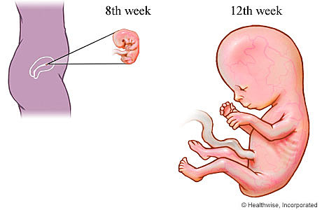 First trimester