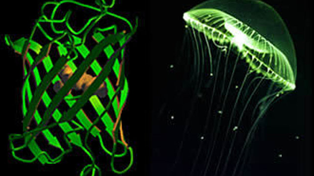 Desarrollo de la proteína verde fluorescente (GFP).
