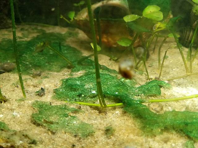 Comienzo de las algas.